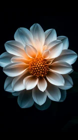 White Dahlia with Orange Center Against Black Background