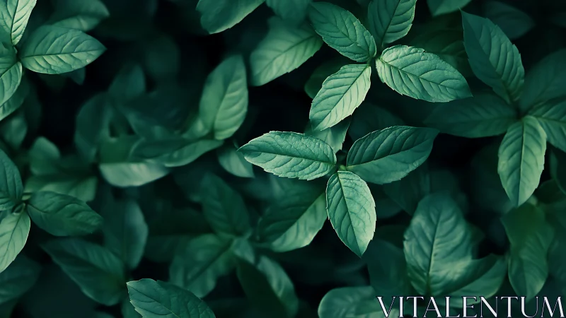 Top view shows dense, evenly lit green plant foliage