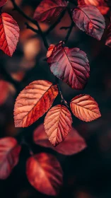 Red autumn leaves hang on dark branches in soft focus view