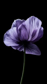 Petals Unfurled: Lavender Dreams Dance in Shadow.