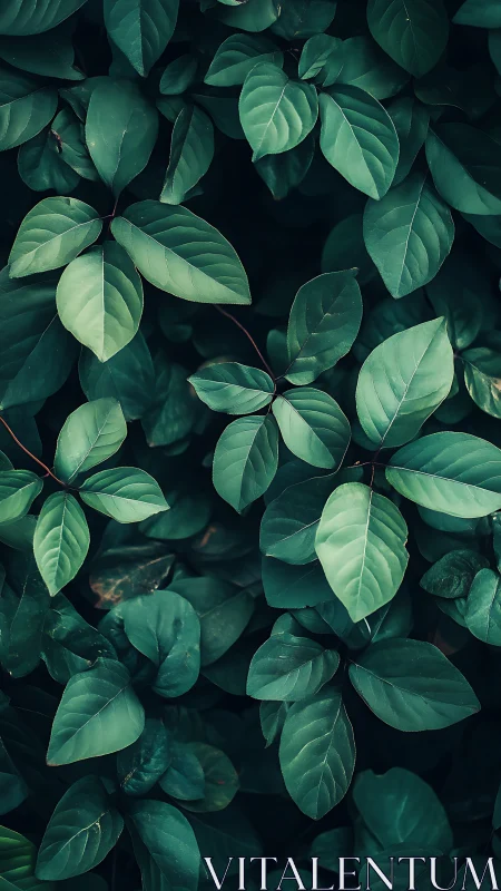 Moody botanical foliage study with layered leaf structure.