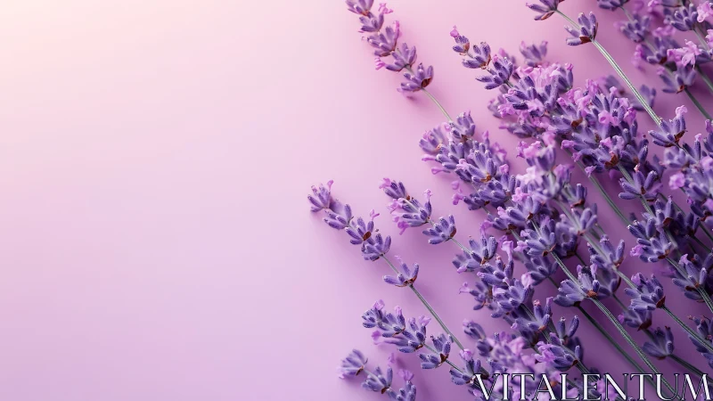 Purple Lavender Flowers Against Monochromatic Pink Background