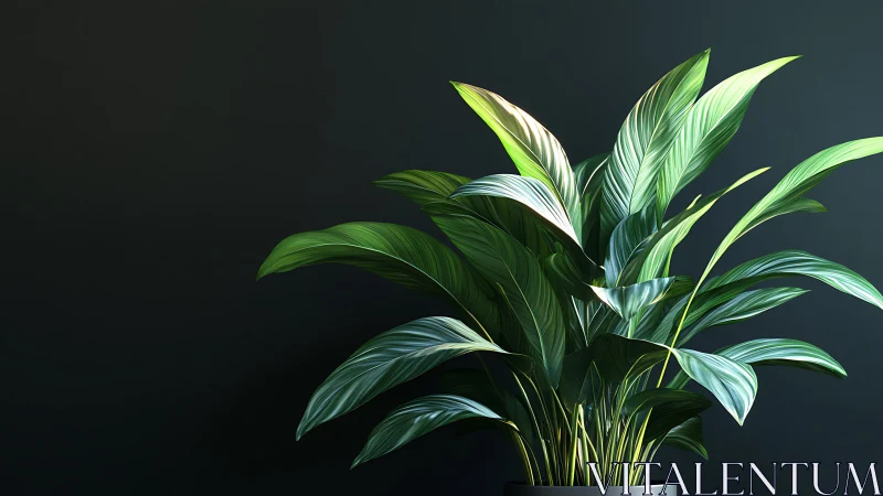 Green indoor foliage plant against dark neutral background.