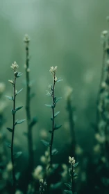 Delicate herbaceous stems with emerging buds in soft-focus botanical field.