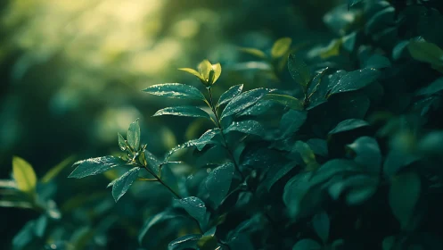 Close-up green leaves with water droplets in soft sunlight