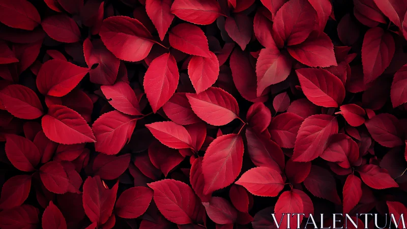 Crimson leaf canopy spills across a dark, velvety forest floor.