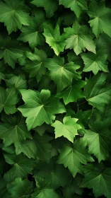 Dense overlapping green leaves in uniform top view pattern.