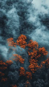 Aerial Forest Canopy with Orange and Blue Tones
