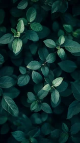 Soft forest leaves drift gently across deep green shade