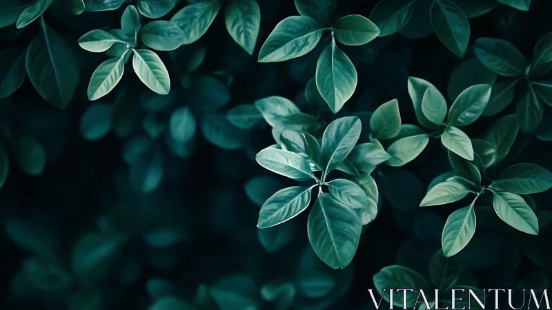 Glossy green foliage cluster over deep shadow ground.