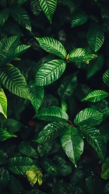 Glistening green leaves invite a calm pause in lush shade