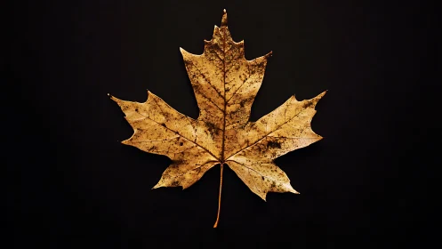 Dried maple leaf isolated on deep black studio background