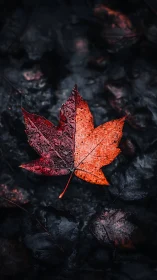 Dramatic red maple leaf glistens against dark wet ground.