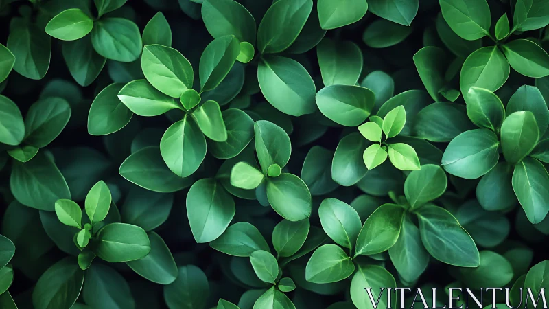 Dense cluster of glossy green leaves fills the entire frame