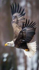Bald eagle in lateral flight with wings fully extended.