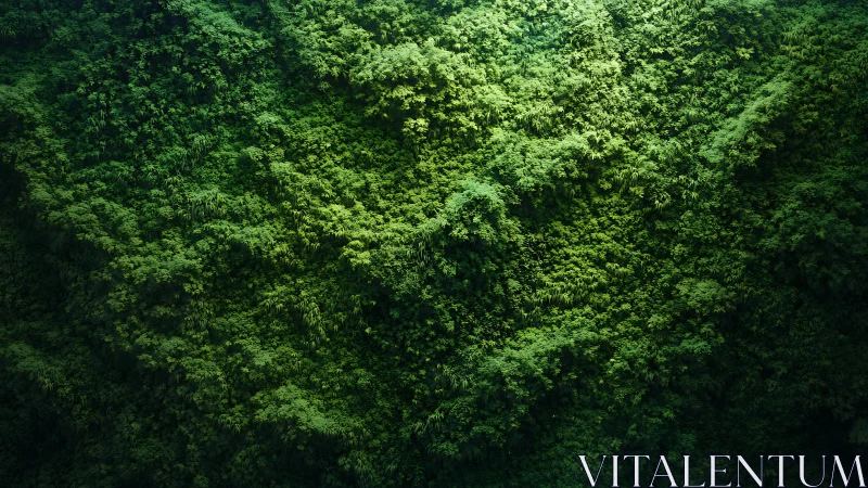 Aerial Forest Canopy Dense Green Foliage
