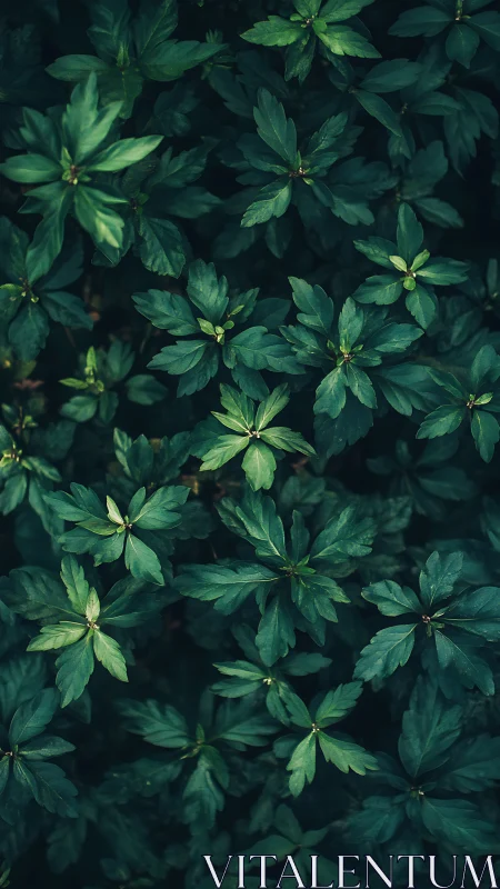 Deep emerald foliage pattern under soft natural shade.