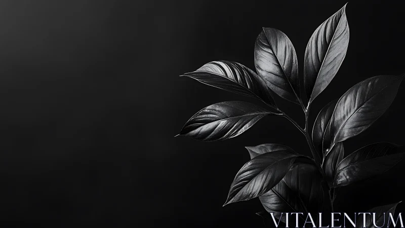 Monochrome macro study of glossy botanical leaf geometry.