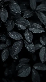 Midnight leaves sprinkled with gentle after-rain light.