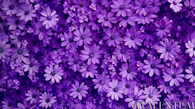 Purple Floral Field with Mixed Daisy Varieties.
