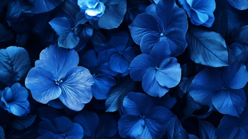 Blue hydrangea flowers fill frame with uniform dark foliage