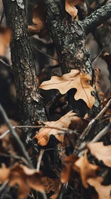 Whispers of fallen oak leaves tangled in autumn branches.