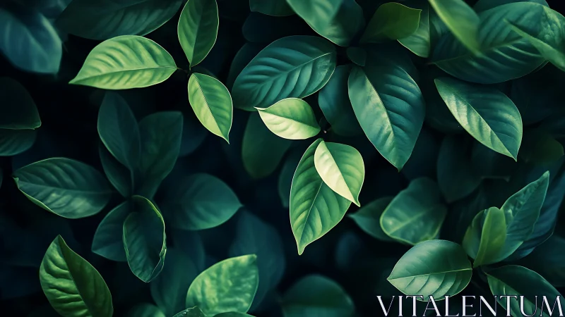 Green foliage closeup with layered leaves in soft lighting.