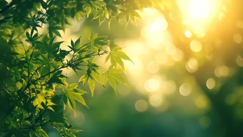 Sunlit maple leaves with golden bokeh background glow.