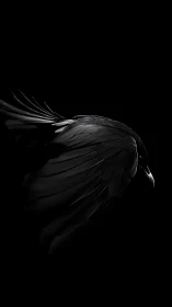 Raven wing in low key profile with sculpted feather detail.