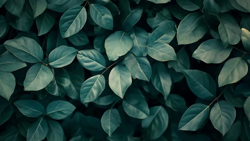 Dense green foliage fills frame with overlapping matte leaves