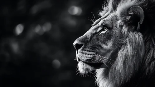 High-contrast monochrome profile study of male lion anatomy.