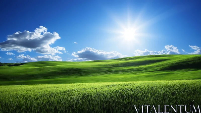 Sunlit grassland waves under clear sky with high dynamic range