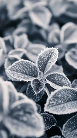 Frosted leaves macro study with cool monochrome tones.