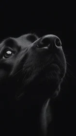 Black dog portrait rises from darkness in dramatic light.