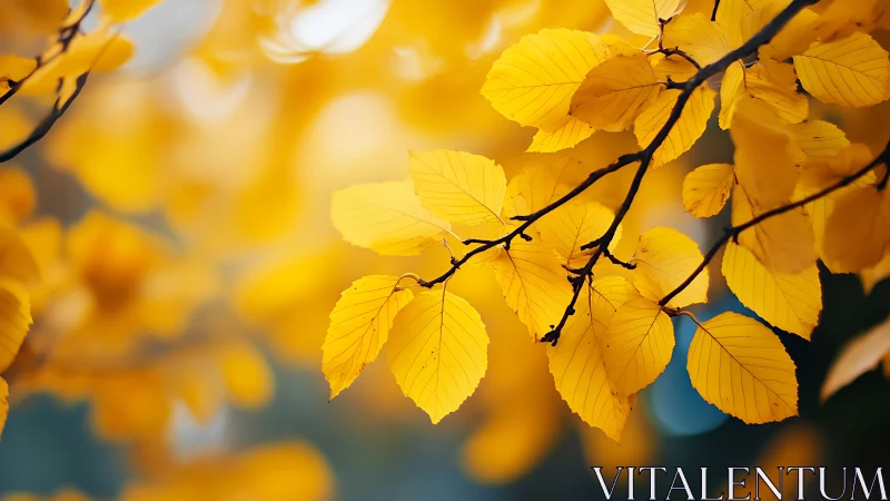 Golden hush of autumn leaves suspended in gentle light.