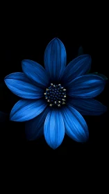 Blue flower with centered stamen displays radial petal symmetry