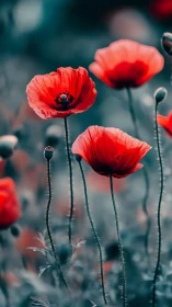 Crimson Poppies Dancing Through Ethereal Mist.
