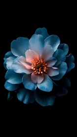 Teal Peony with Golden Center Against Black Background