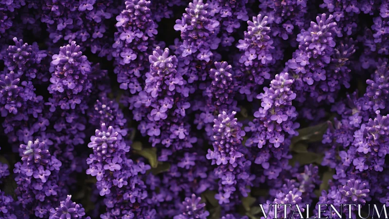Purple Lavender Blooms in Dense Clusters.