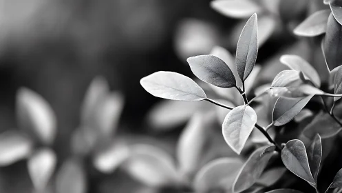 Monochrome closeup captures minimal foliage in soft focus.