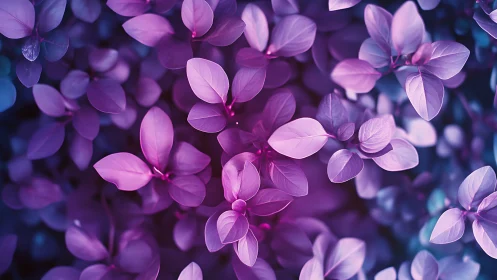 Purple flowering plant with translucent petals in soft focus.