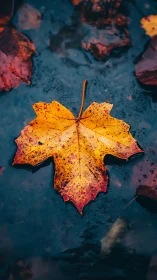 Golden maple leaf rests on dark reflective autumn water