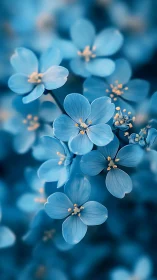 Delicate Blue Flowers with Ethereal Shallow Depth of Field.