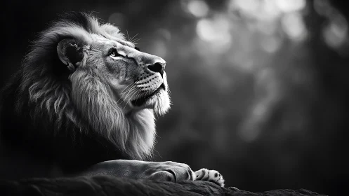 Male lion in side profile, black and white portrait study.