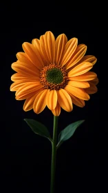 Orange gerbera daisy flower photographed against black background