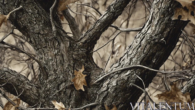 Quiet autumn branches wrapped in soft woodland stillness.