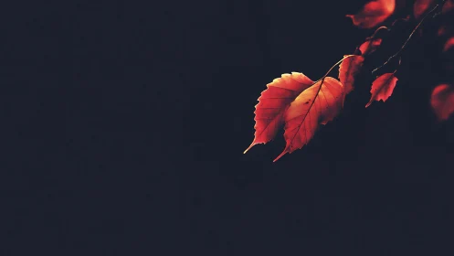 Vibrant red autumn leaves on dark background, minimalist style.