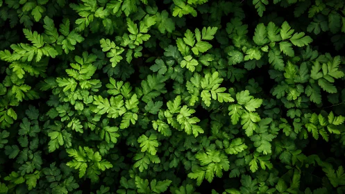 Lush fern leaves create a calming blanket of fresh green