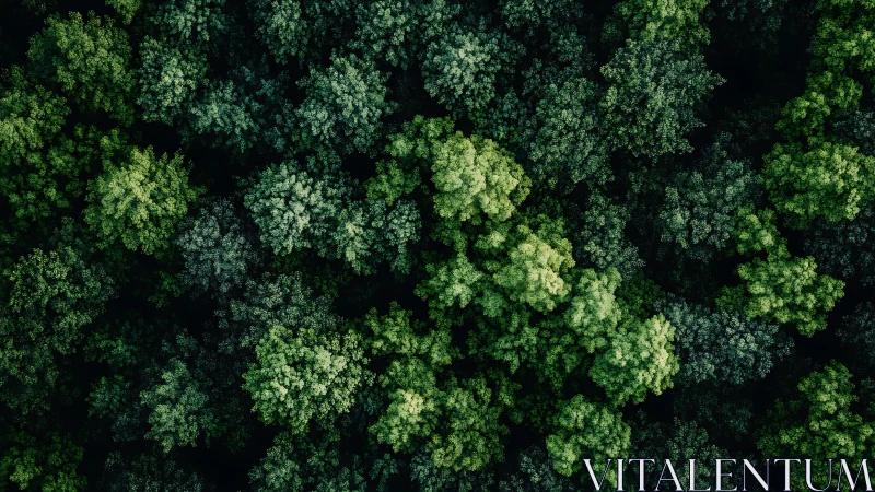 Lush Green Forest Canopy Aerial View with Vibrant Natural Texture.