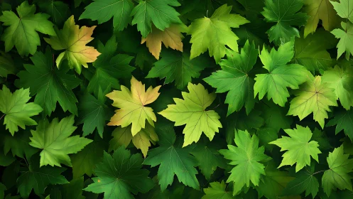 Leafy green canopy gently celebrates nature&rsquo;s quiet rhythm